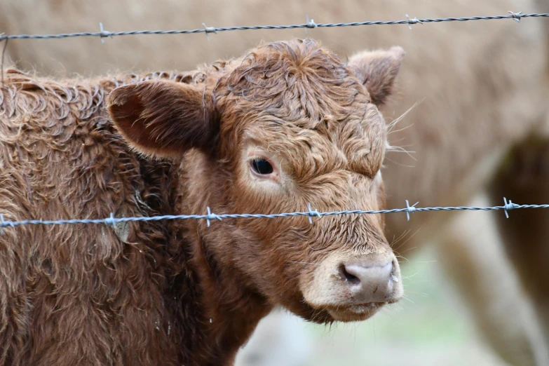 a cow with a gy brown head next to a wire fence