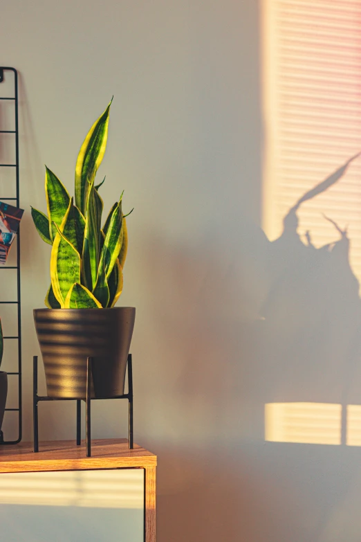 a houseplant is growing in a plant pot on a small stand next to a bookcase