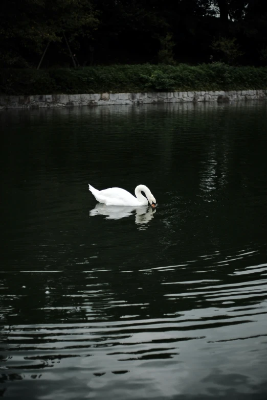 a large white duck is swimming on a calm lake