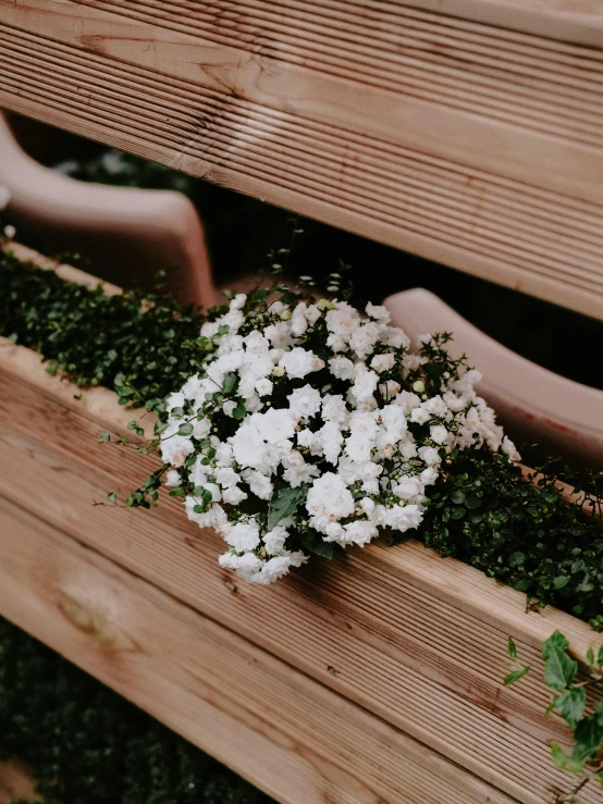 some white flowers sitting in a row of wooden benches