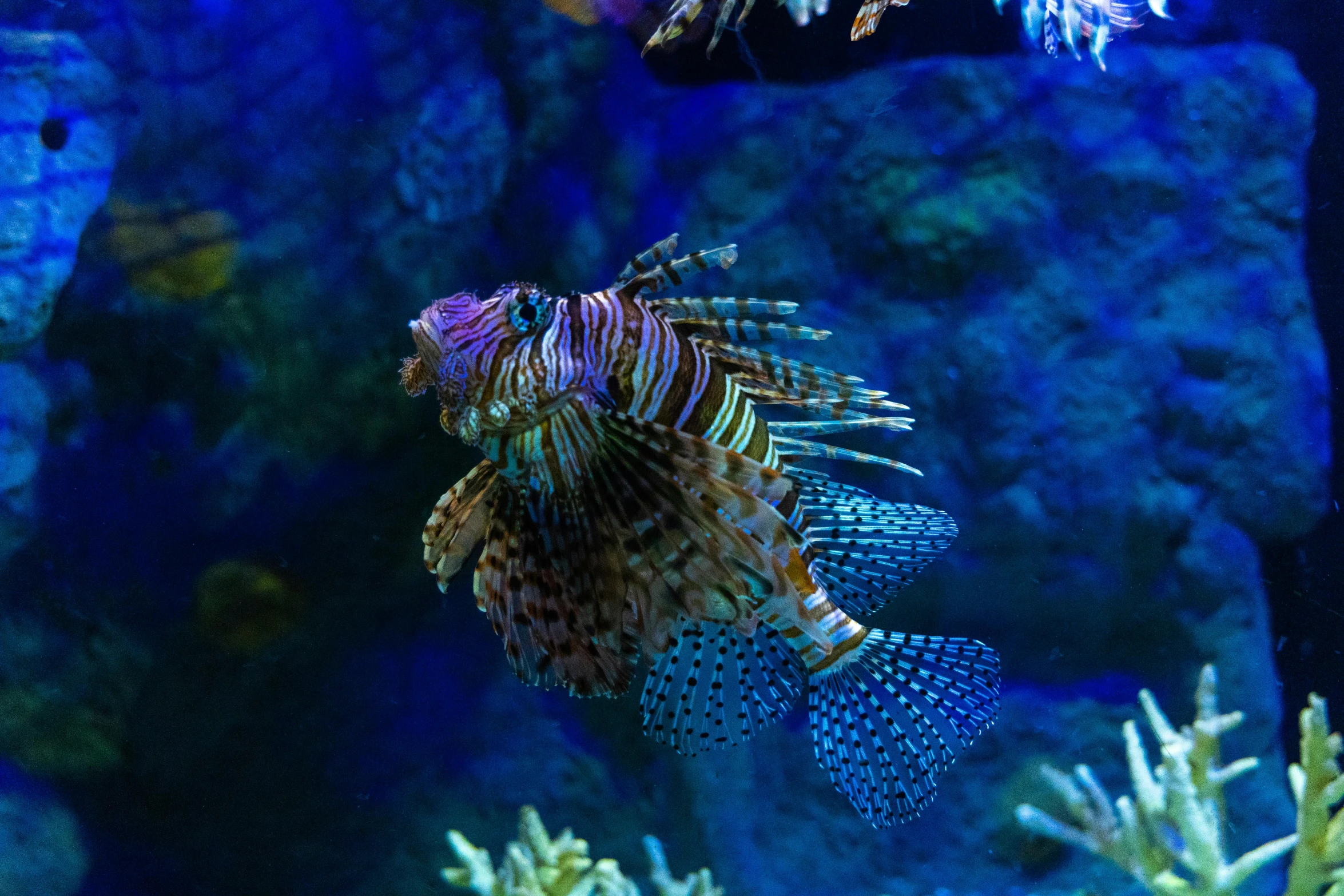 a sea lion is swimming in a coral reef