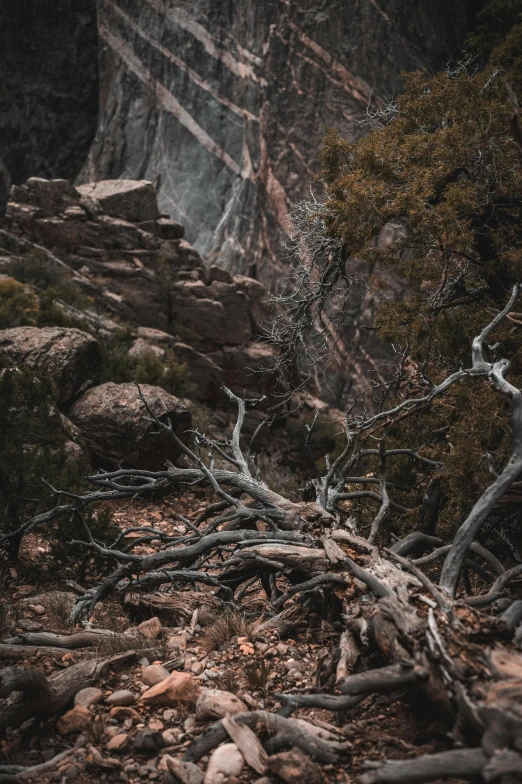 a view of some mountains and trees that is covered in dew