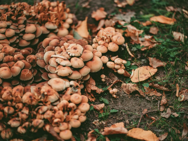 group of small mushrooms growing out of the ground