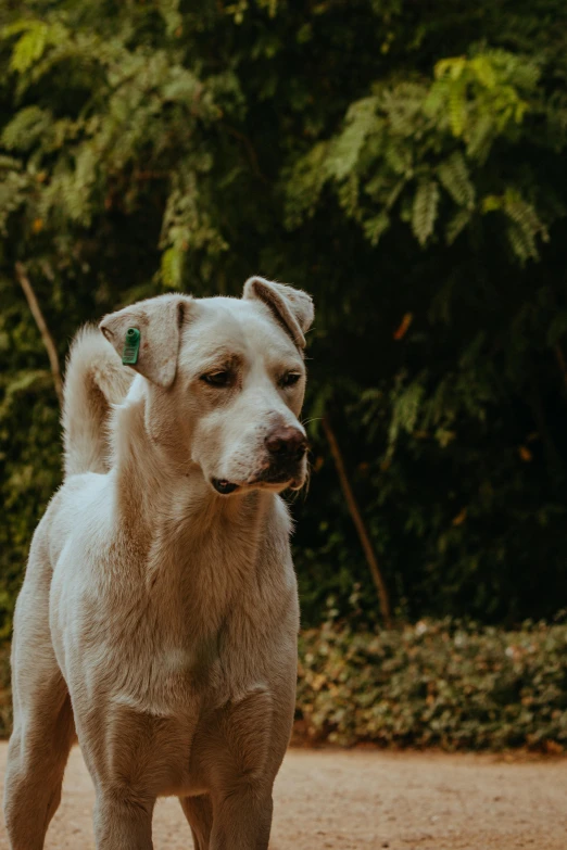 a white dog standing on top of a dirt road