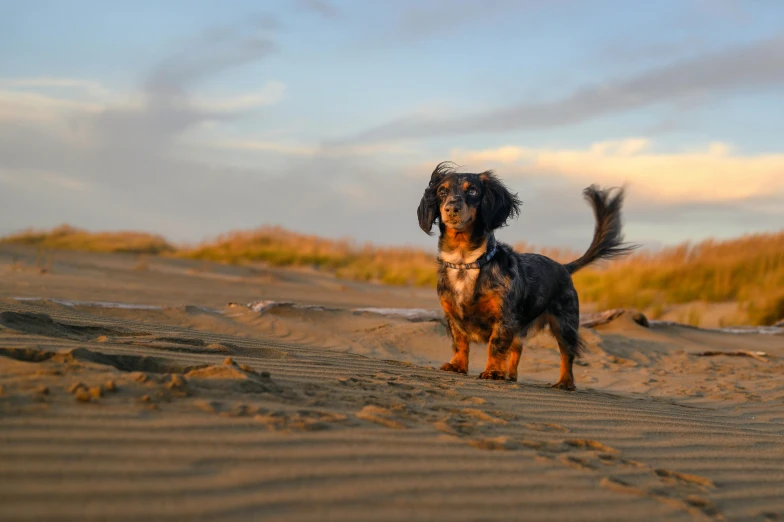 a dachshund dog standing in the sand in front of grass