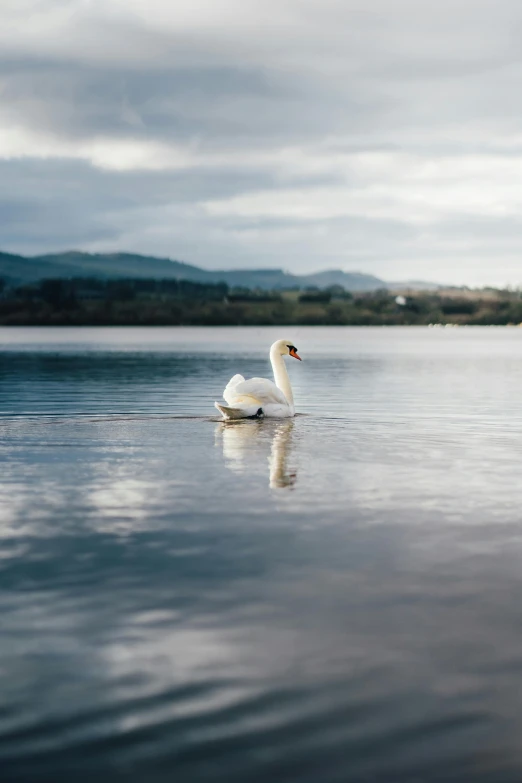 a white swan swimming in the middle of water