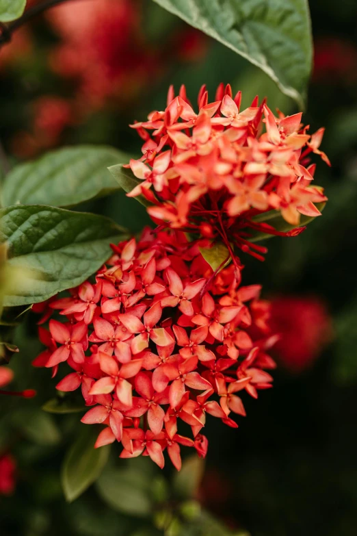 red flowers with green leaves next to red flowers