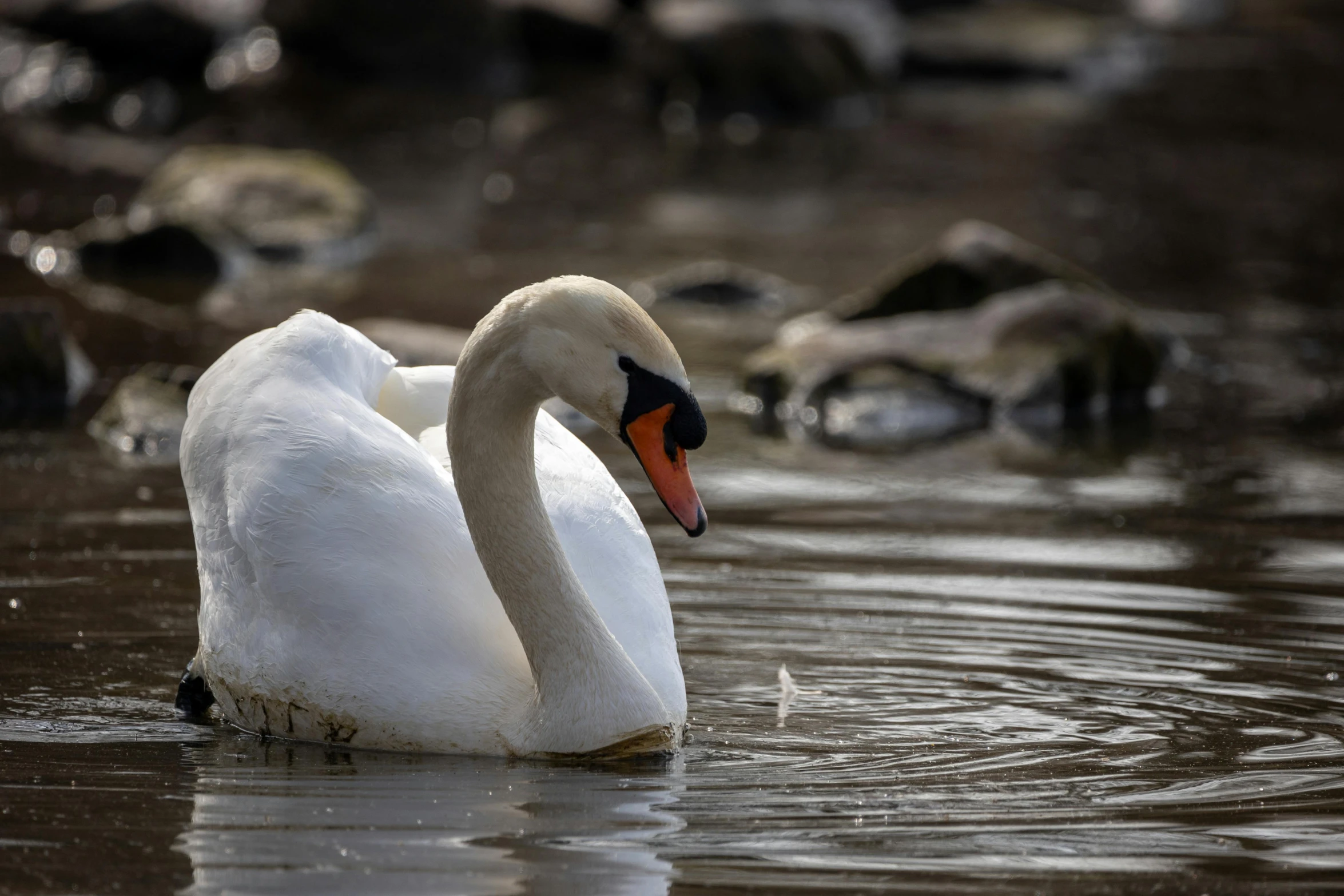 a swan is swimming near other birds in the water