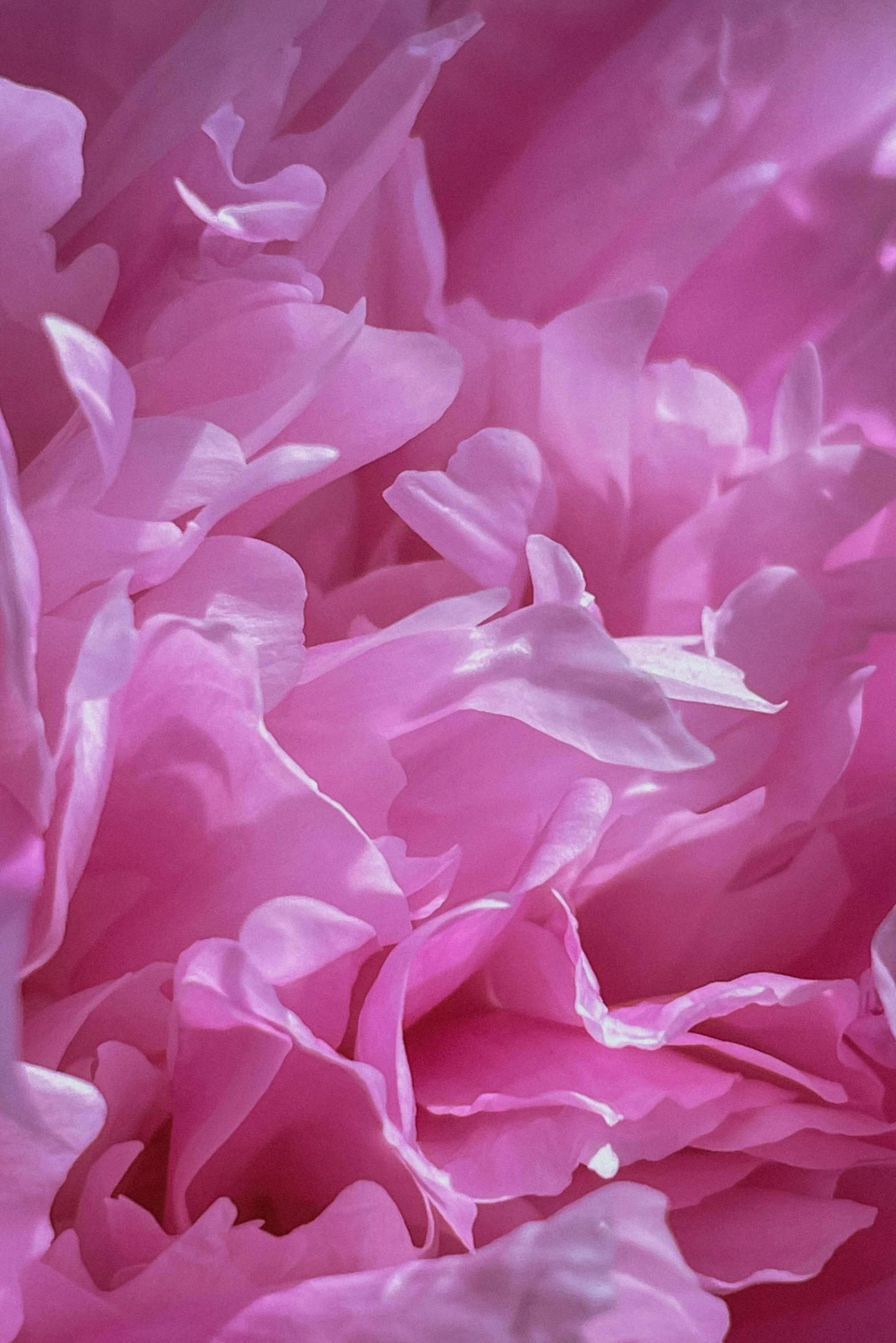 pink flowers that are close up on the ground