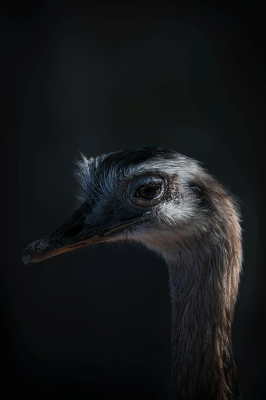 a portrait of an emu or ostrich in a black background