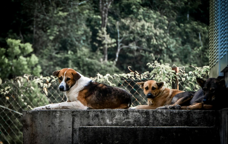 dogs resting on an outside ledge in a park