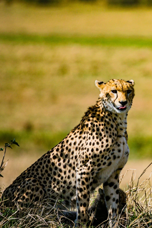 a cheetah sitting in the grass and looking up