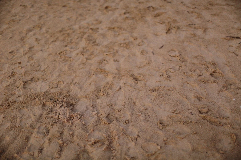 a close up of a bird walking on the beach