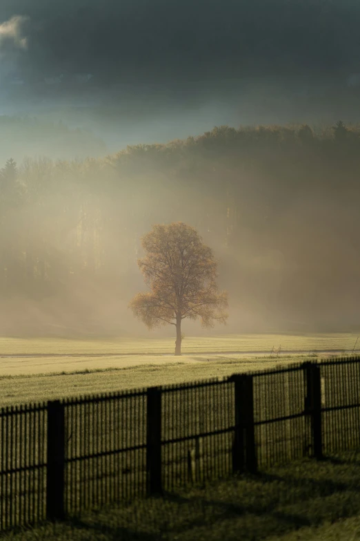 a lone tree standing in a field with fog on the ground