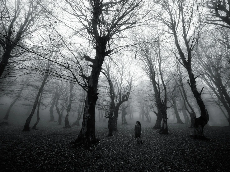 a person in the distance walking through the woods