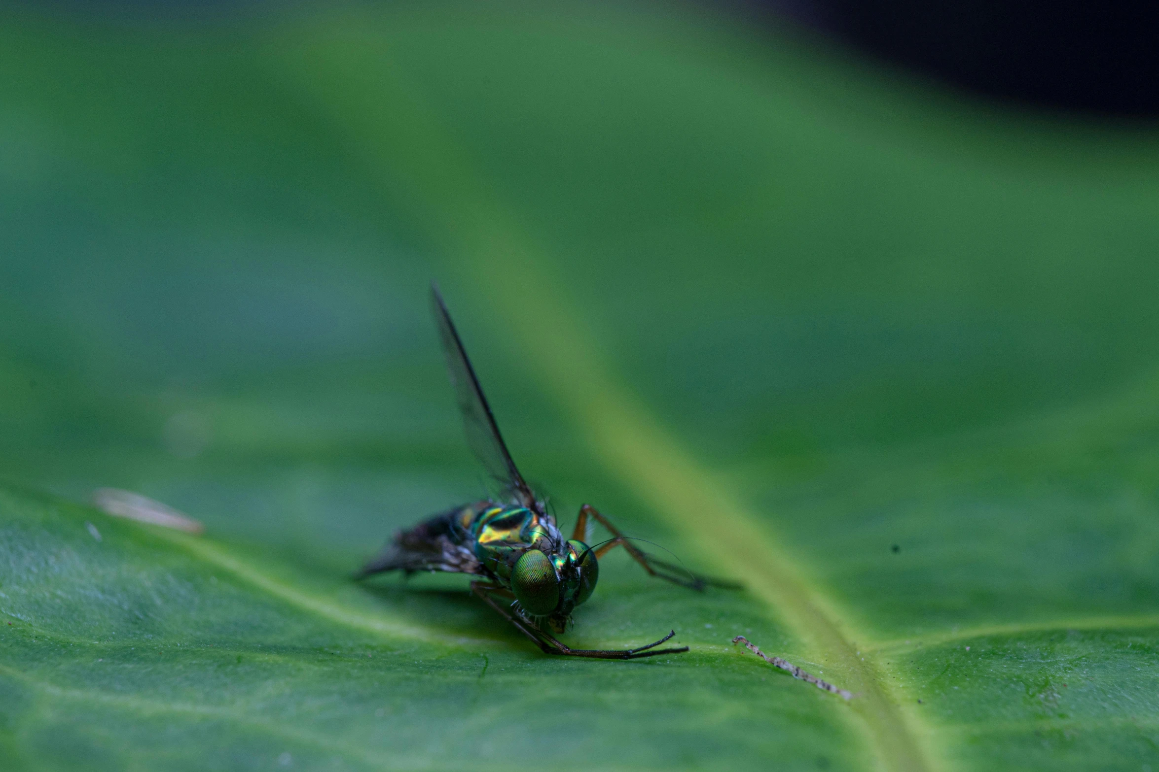 the blue fly is sitting on top of the green leaf