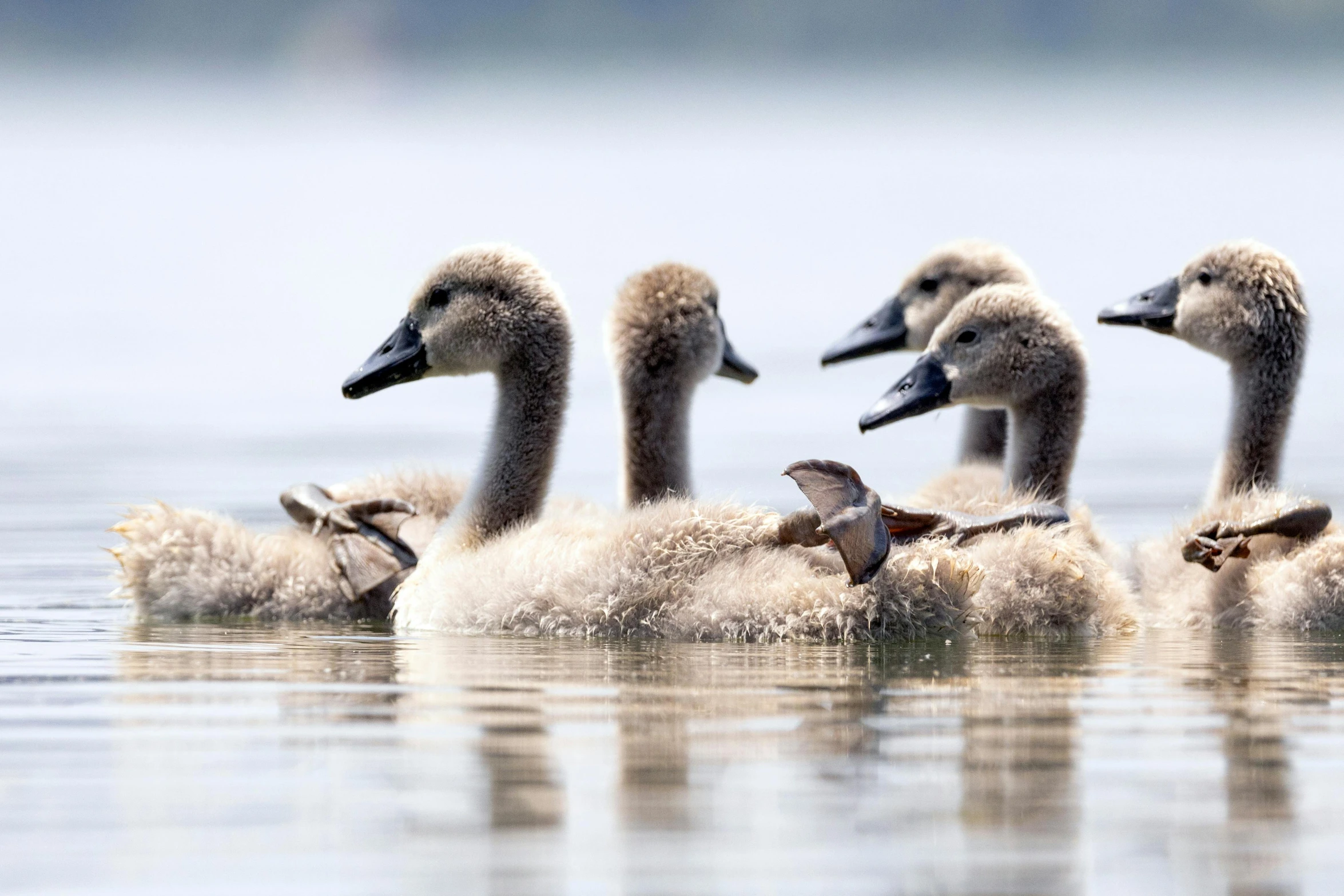 several ducks sitting on top of water next to each other