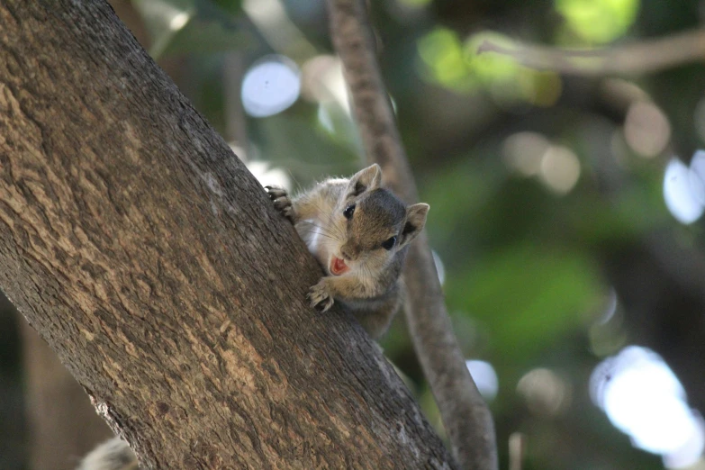a close - up po of a squirrel climbing in a tree