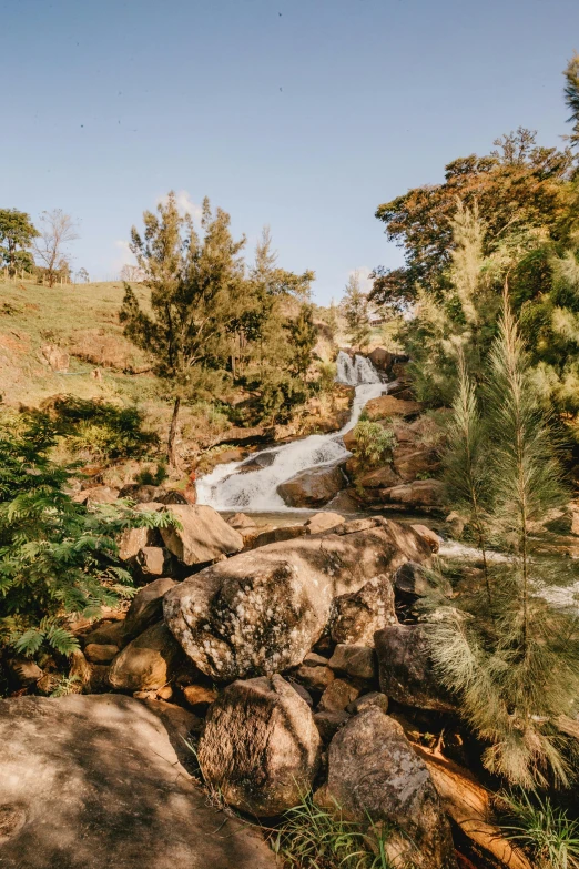 a small stream surrounded by trees in the wild