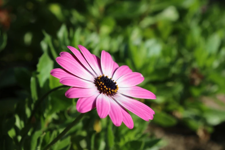 a pink flower with a yellow center sitting on a green plant