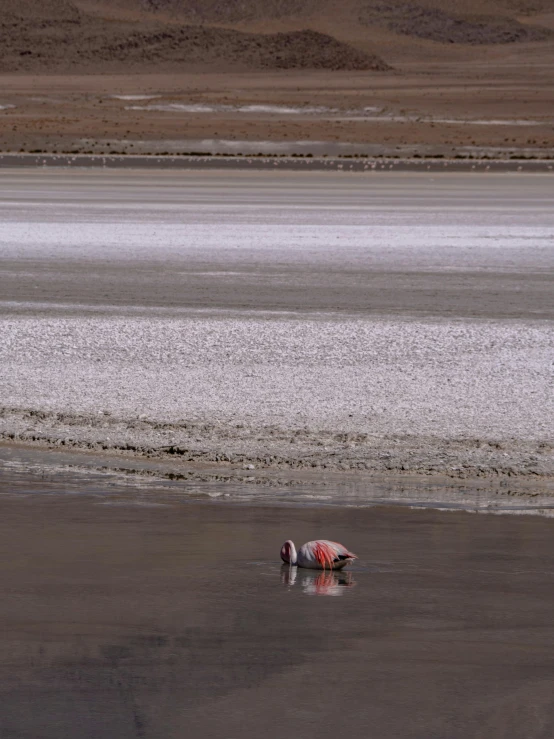 two birds standing in the shallow water in the desert