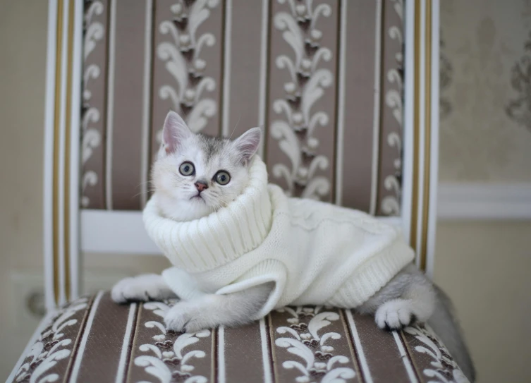 a white cat wearing a sweater is sitting on a chair