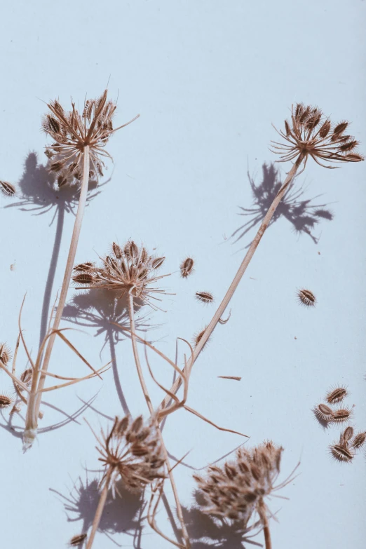 dried thistle stalks and leaves on a light blue background