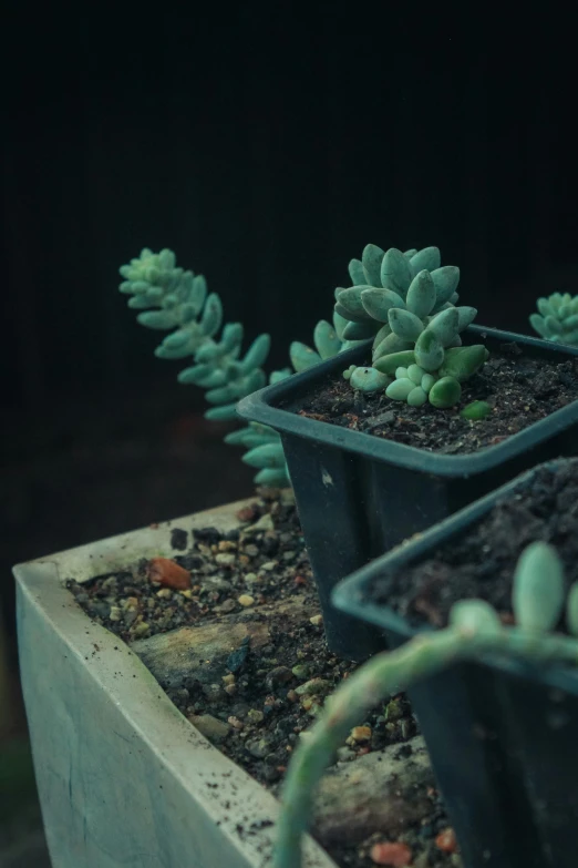 two plants sitting next to each other on a block of concrete