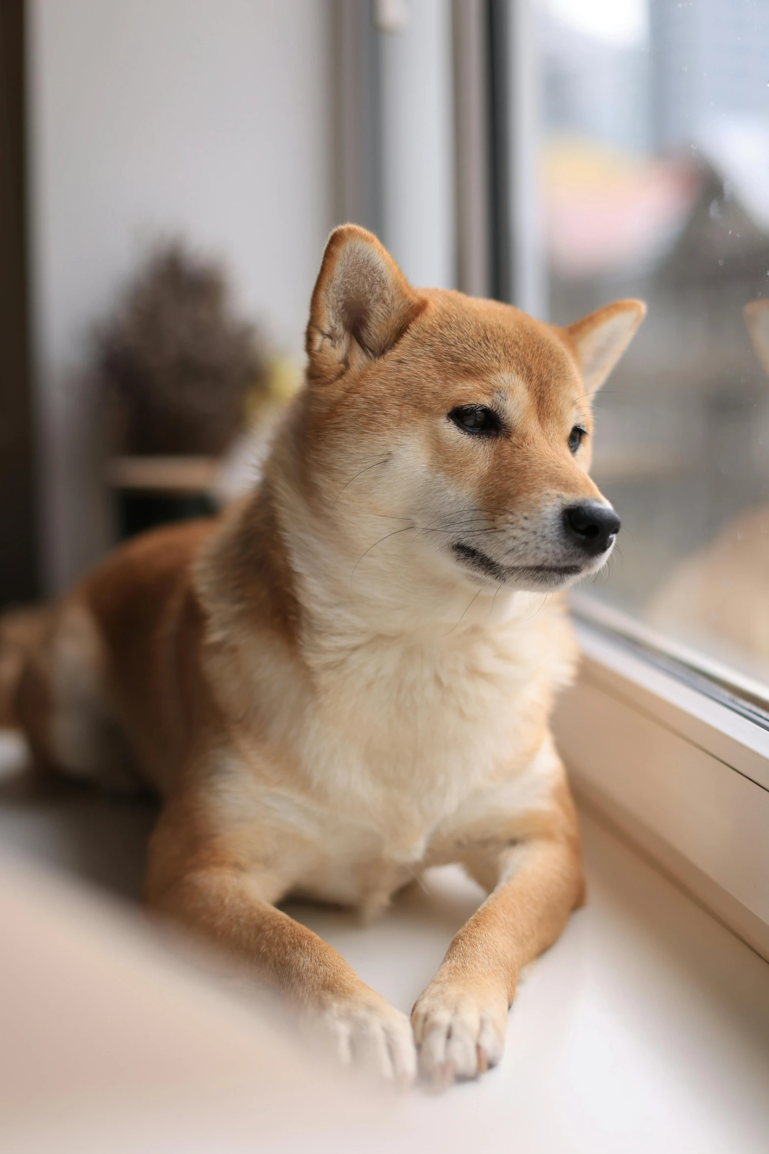 a small dog looks out the window as he sits next to it