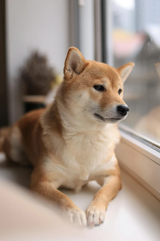 a small dog looks out the window as he sits next to it
