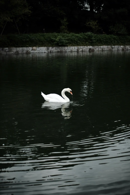 the large white swan is swimming on the water