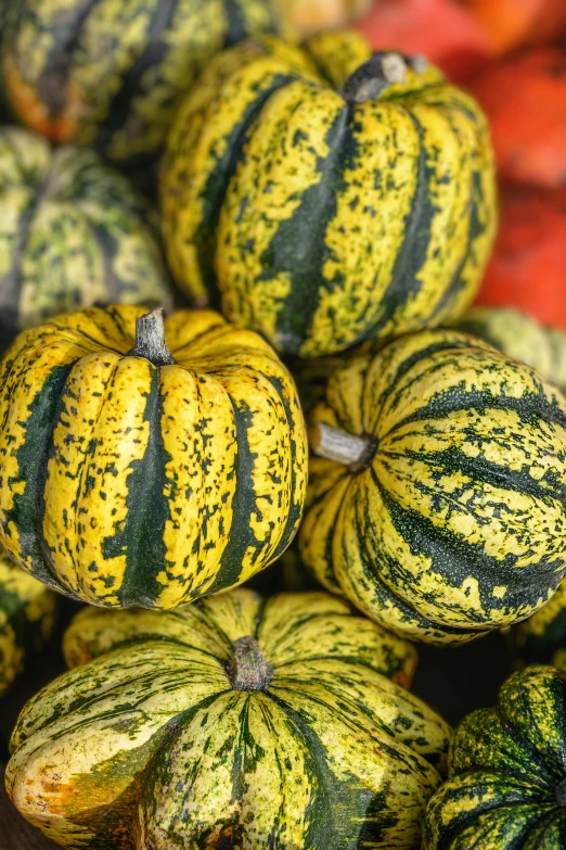 many different striped yellow and green vegetables