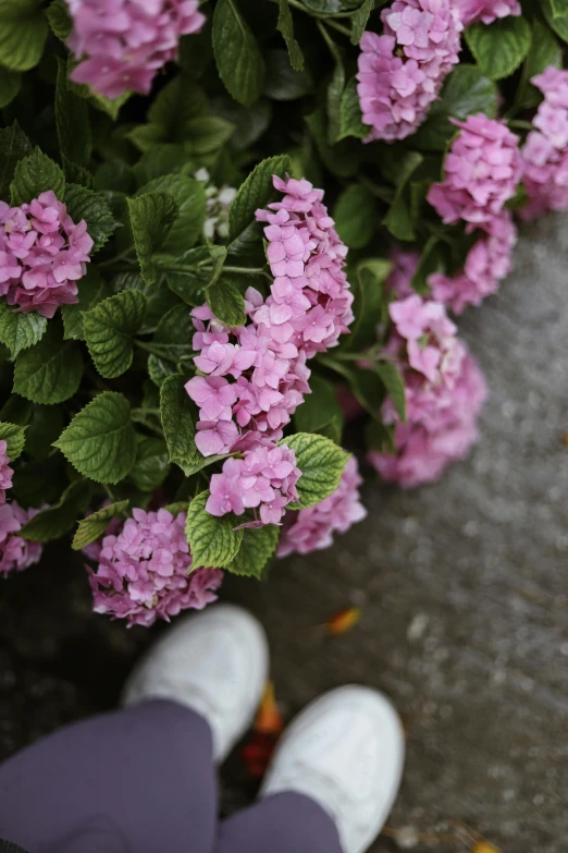 the feet of someone's shoes near a plant with flowers