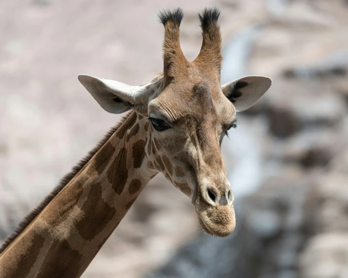 a close up of the head and neck of a giraffe