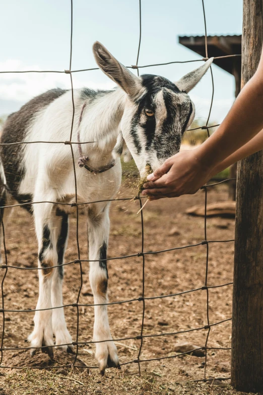 a person is feeding a baby goat in the field