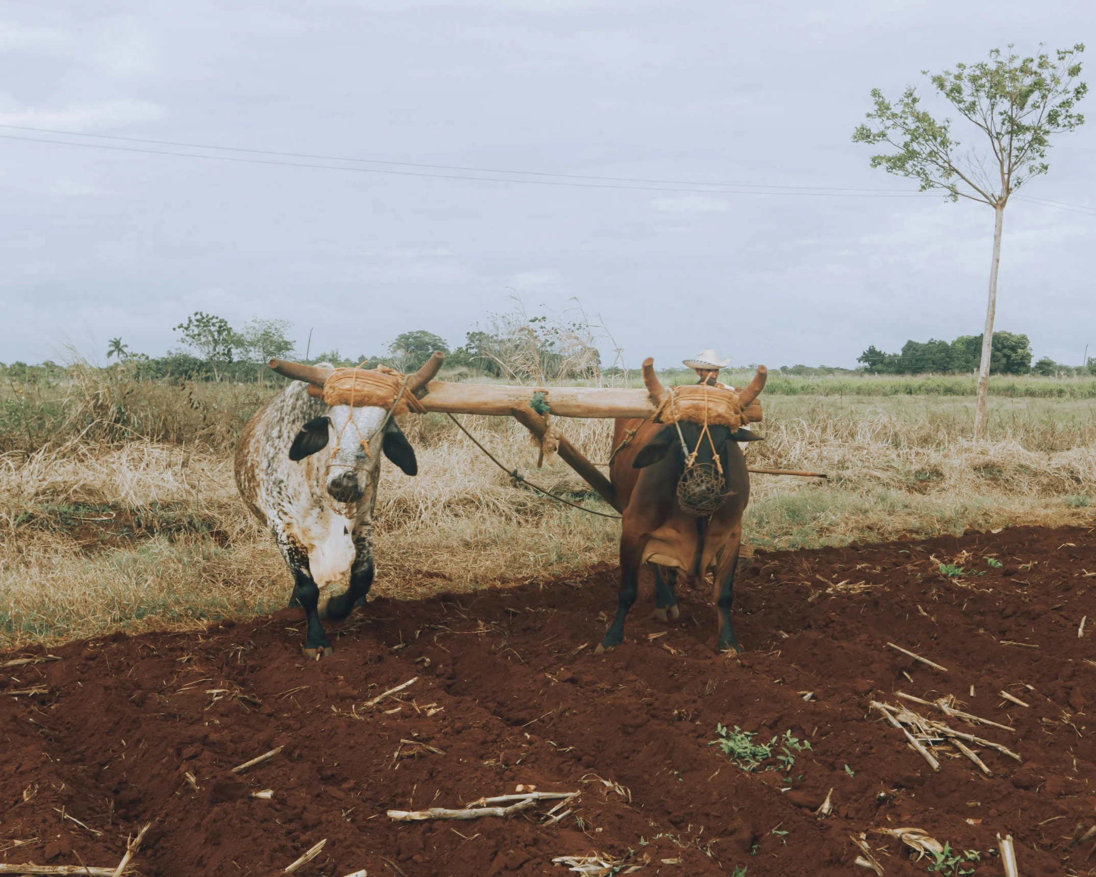 two horses are pulling a rope attached to a wooden post