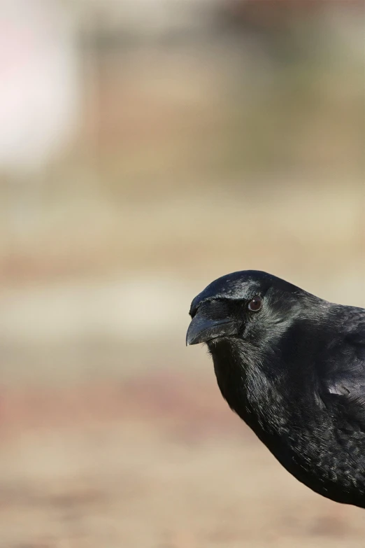 the bird is standing on the ground looking around