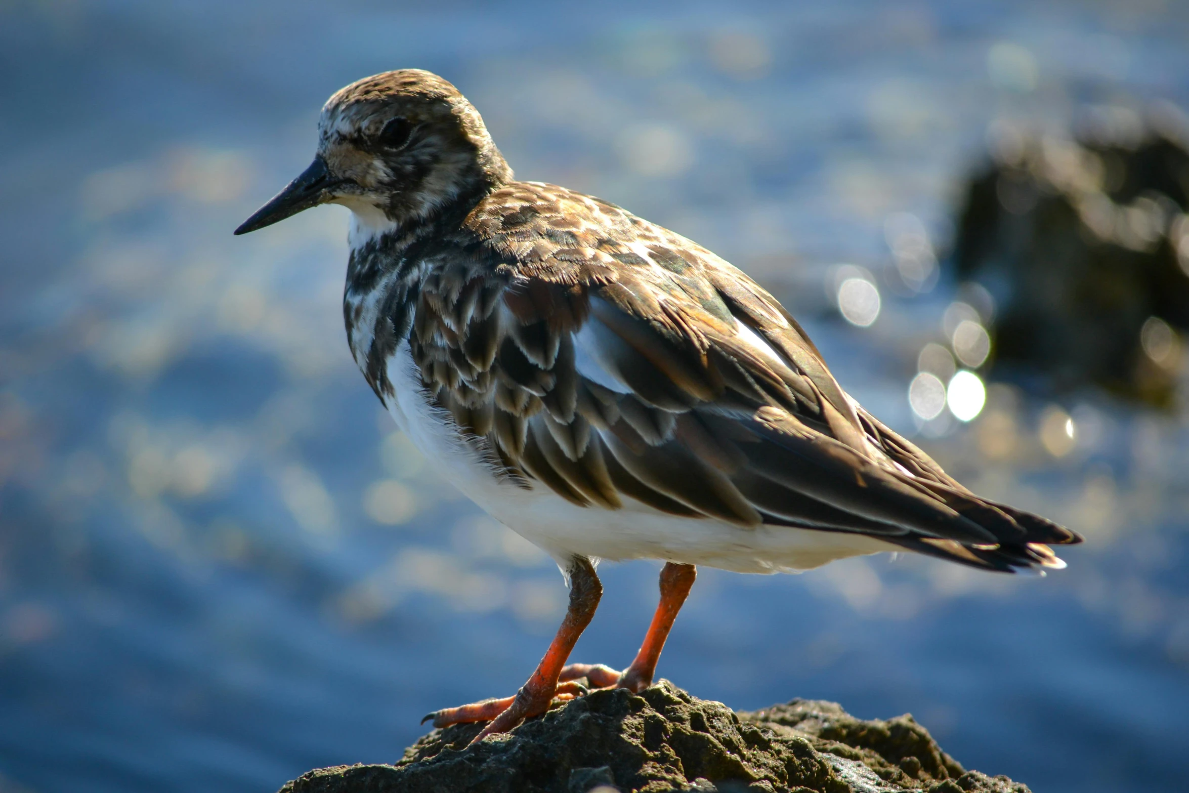 there is a bird that is standing on the rock