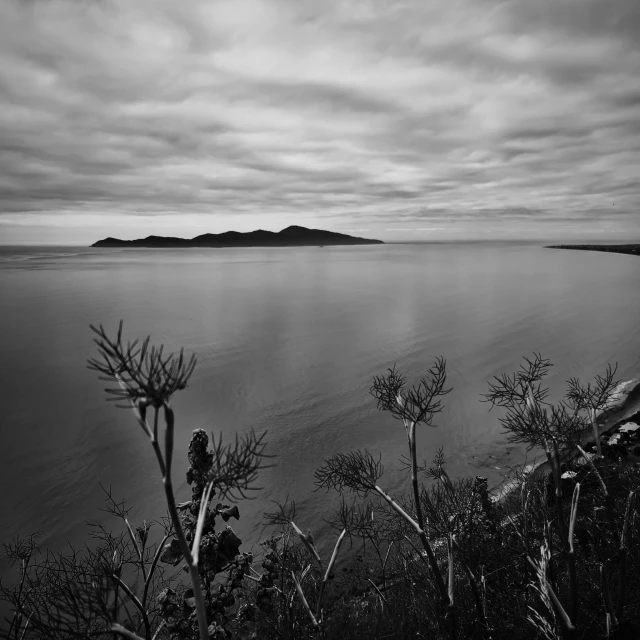 a black and white po with trees in the foreground