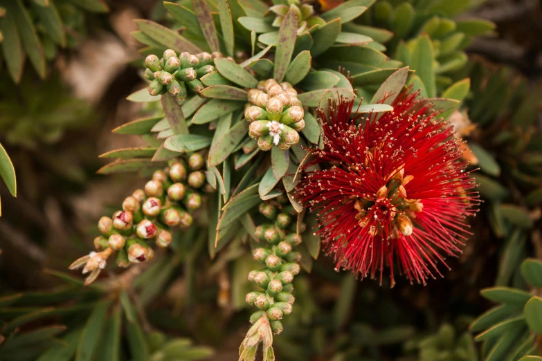 an unburned red flower on a bush