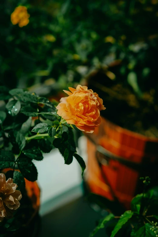 a plant is in full bloom on a sunny day