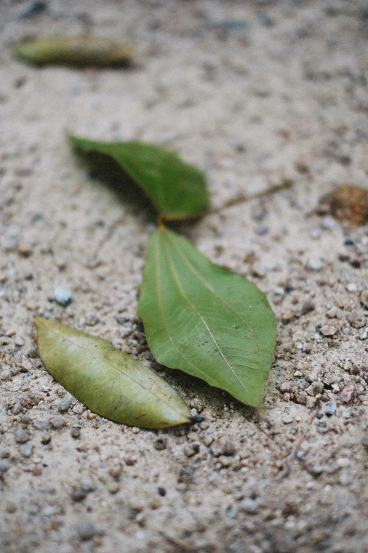 a leaf lies on the ground with sand on it