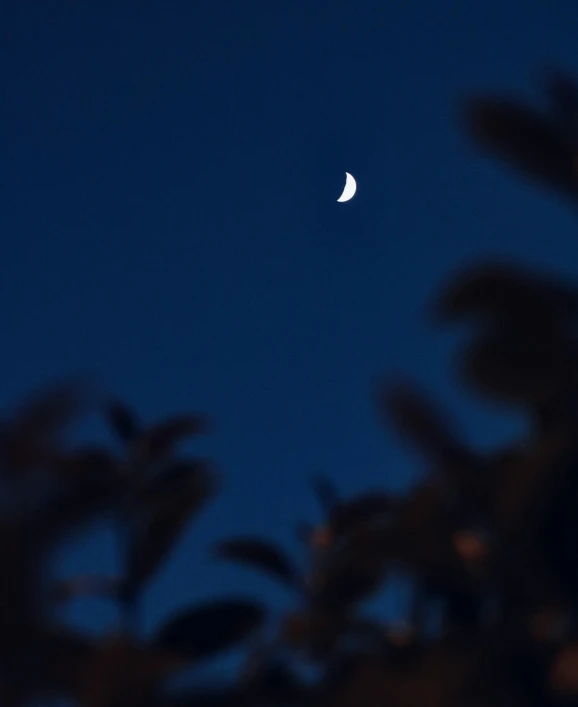 a view from behind the trees of the moon in a clear blue sky