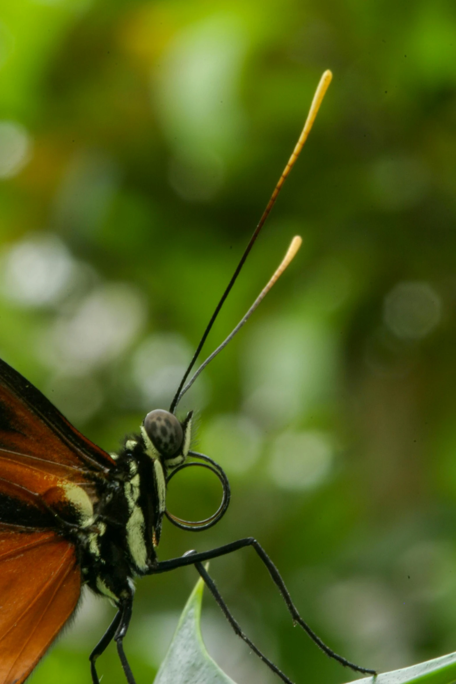 a erfly is seen here, but the wings are slightly bent