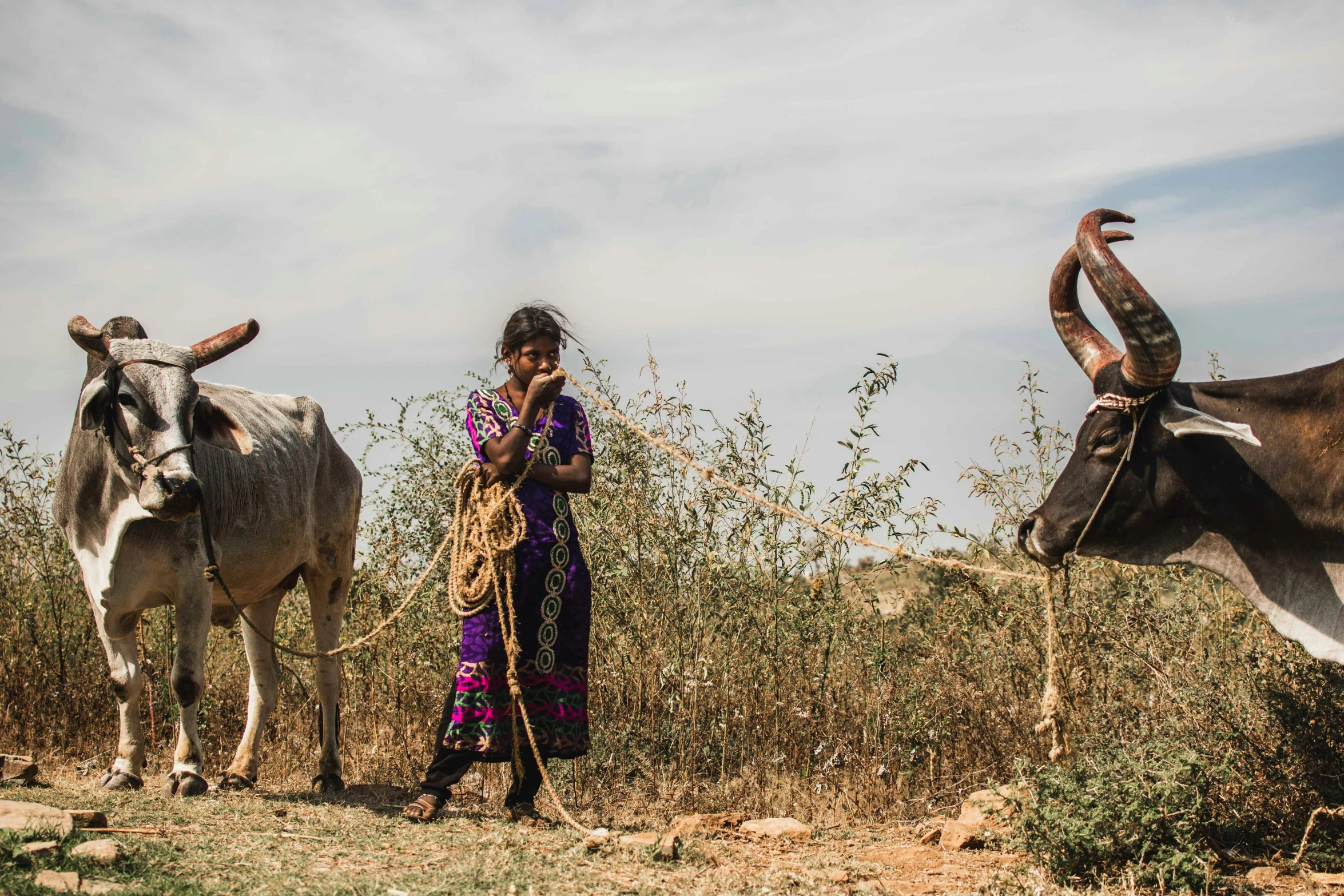 an indian woman poses with two horned animals