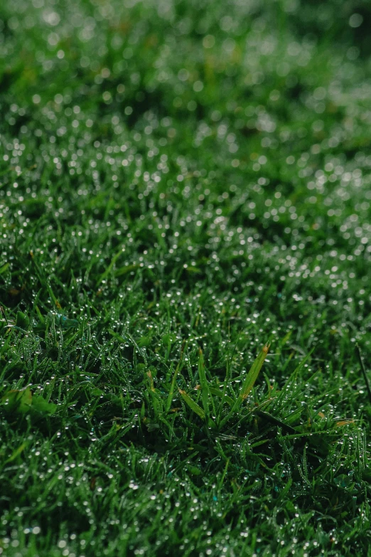 a red bird is standing in the grass