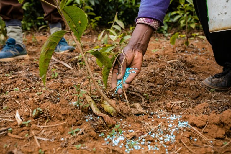 a hand picking dirt off the ground by a tree