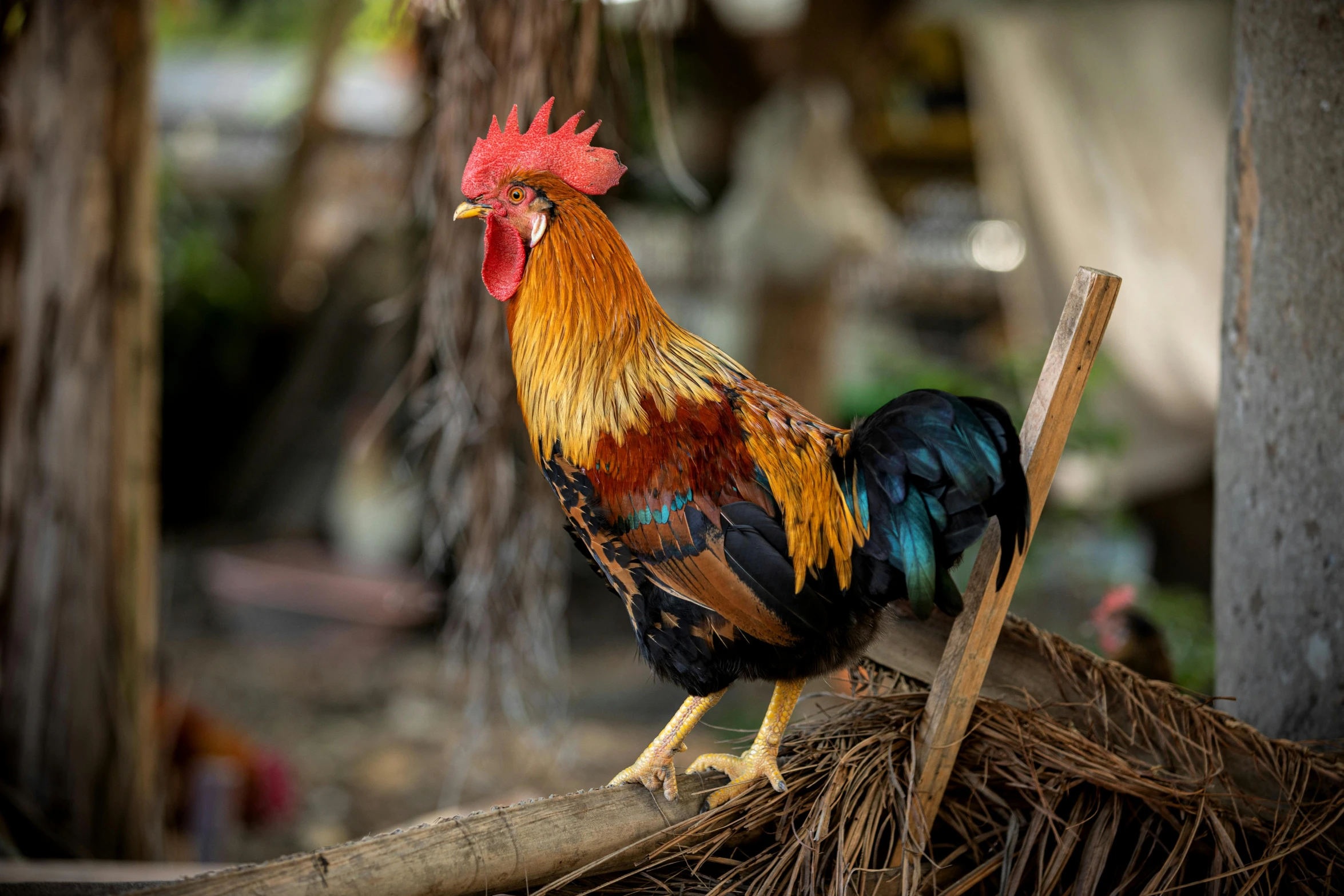 a rooster stands on a palm tree nch