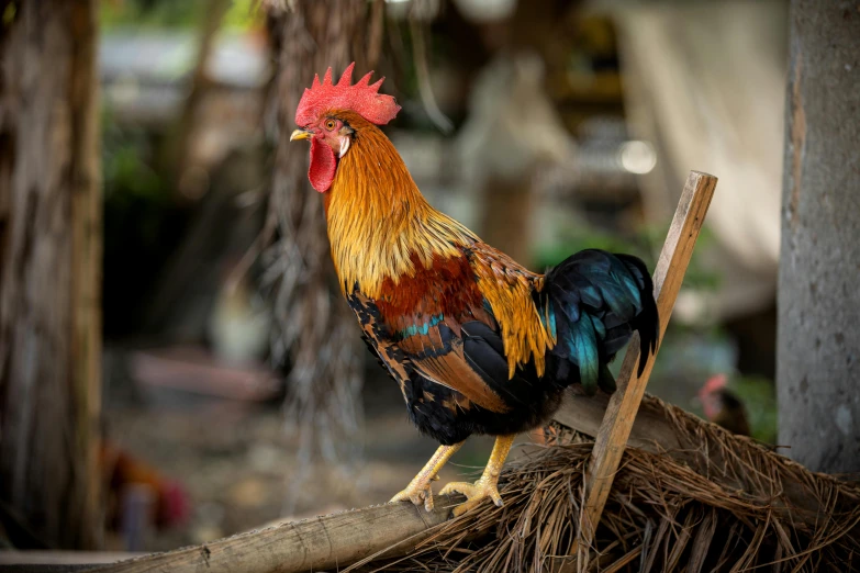 a rooster stands on a palm tree nch