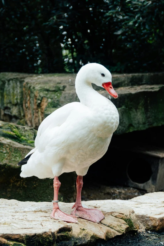 there is a white bird standing in the water